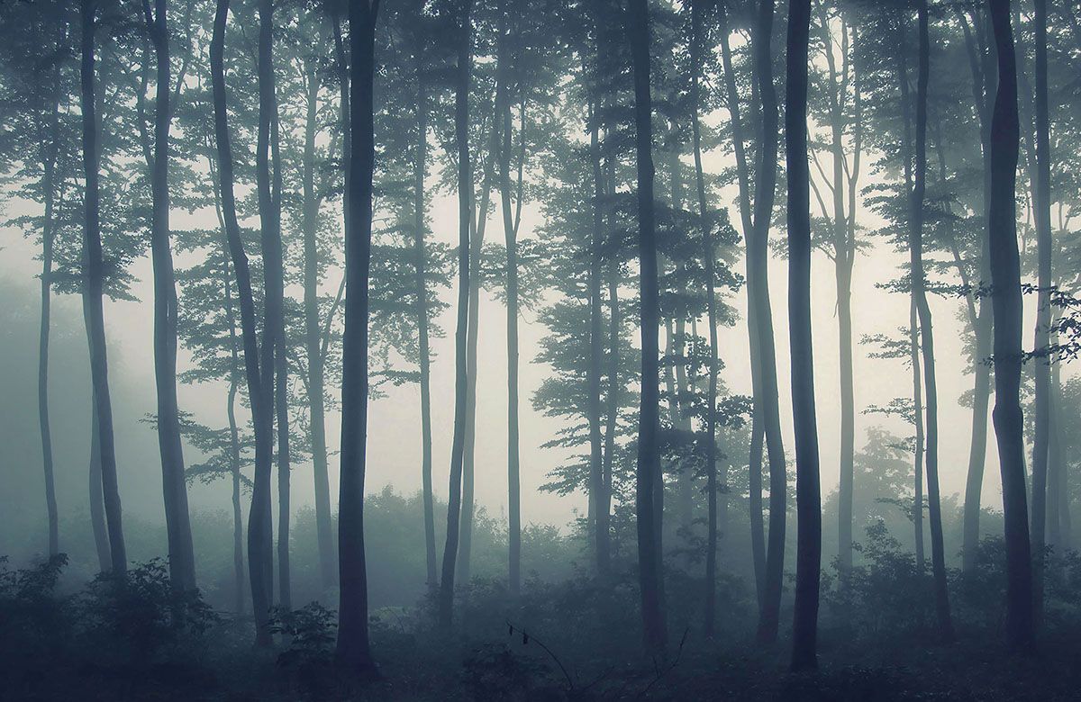 wallpaper-misty-forest-image