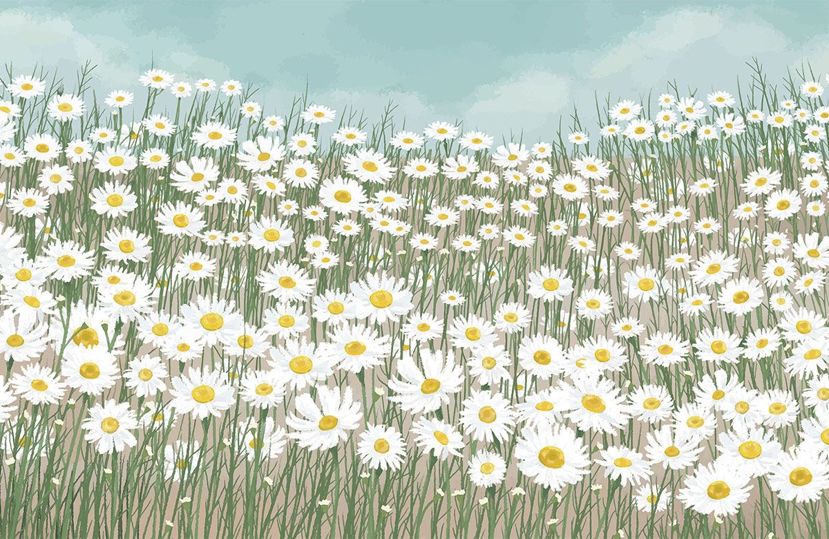 white-daisy-flowers-art-wallpaper-view