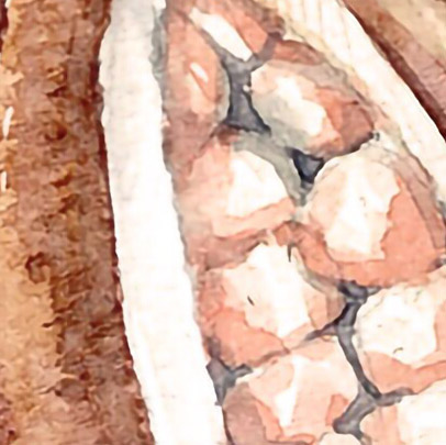zoomed-view-of-watercolour-cacao-plantation-wallpapers
