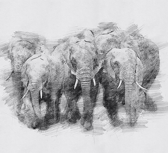 grey-animals-design-Singular design large mural-thumb