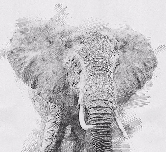 white-elephant-design-Singular design large mural-thumb