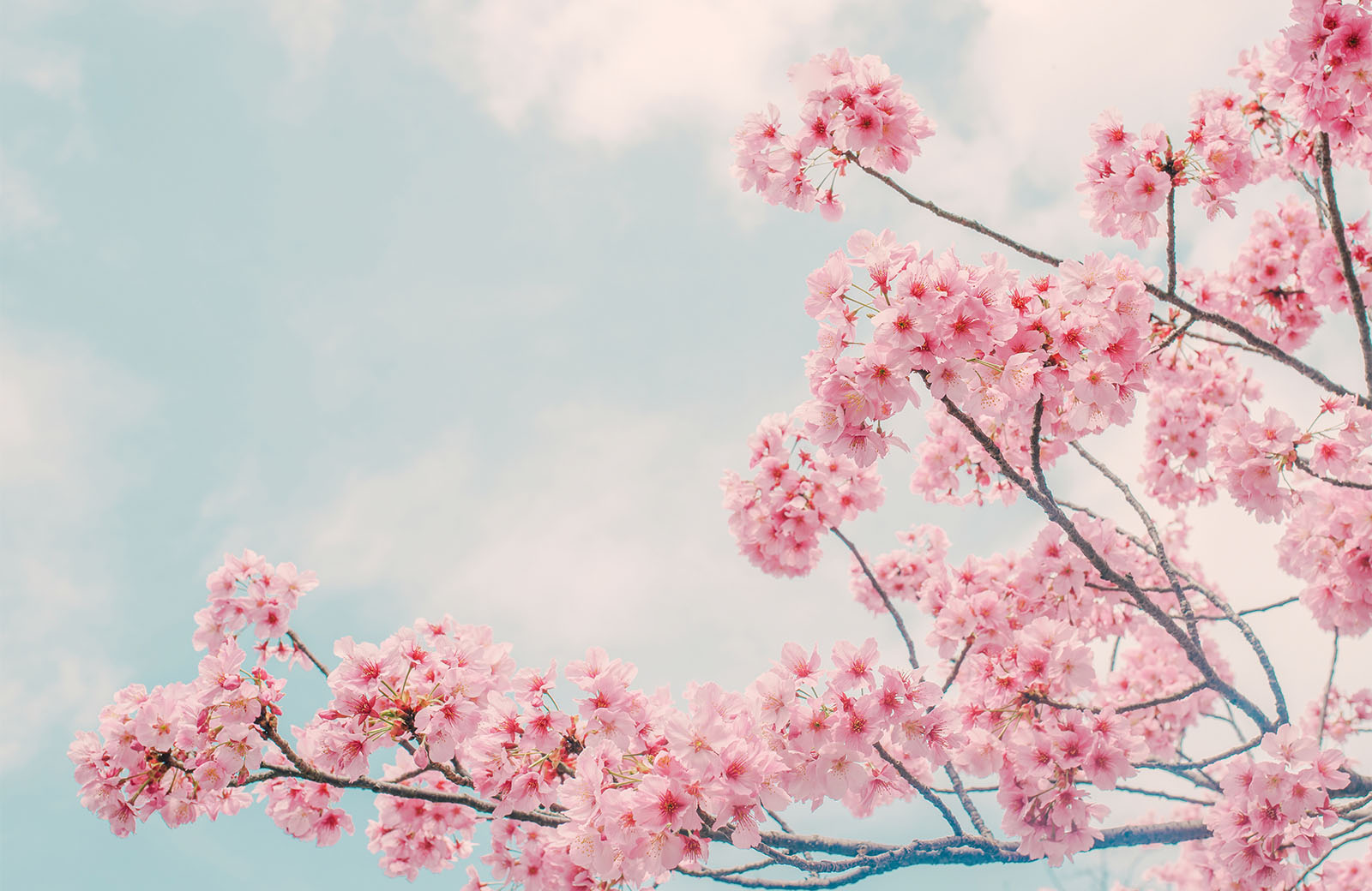 cherry-blossom-wallpapers-image