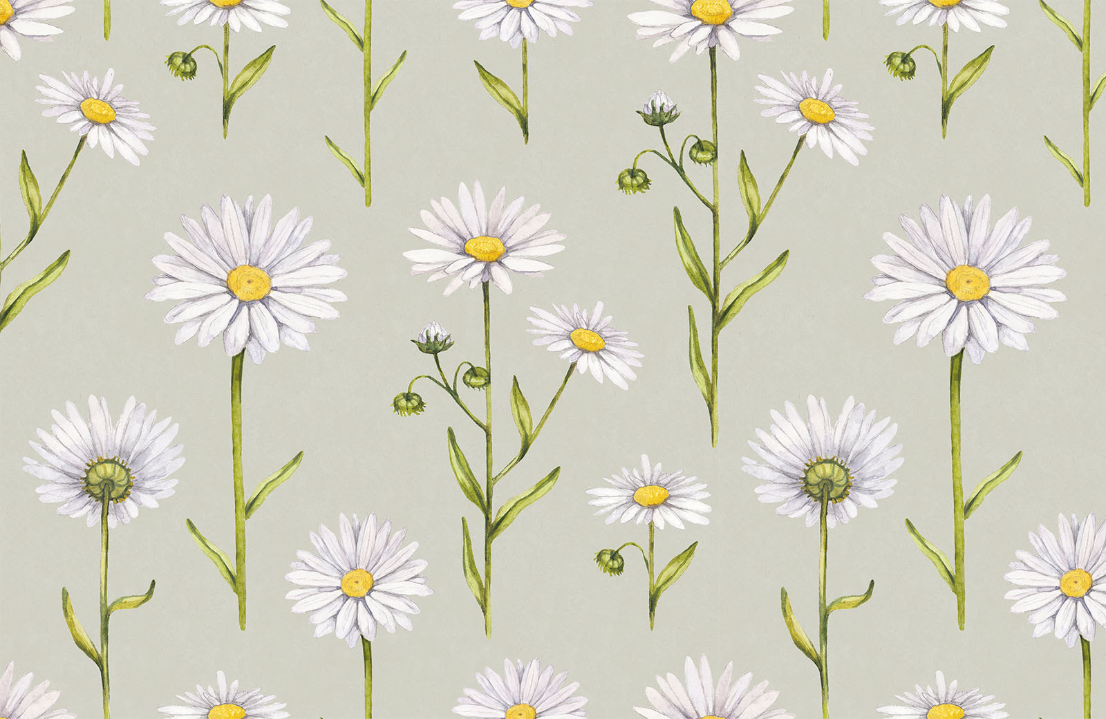 daisy-flower-with-stem-and-leaf-wallpaper-design
