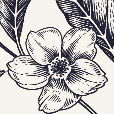 zoomed-view-of-pencil-sketch-of-vine-of-roses-and-peonies-wallpapers