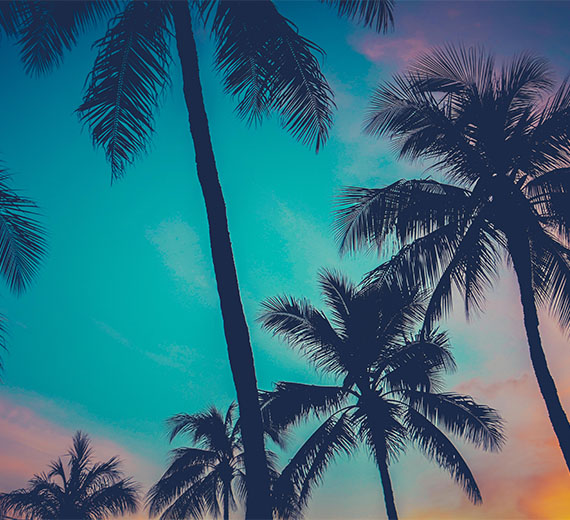 coconut-tree-in-gradient-blue-sky-wallpaper-wallpaper-thumb