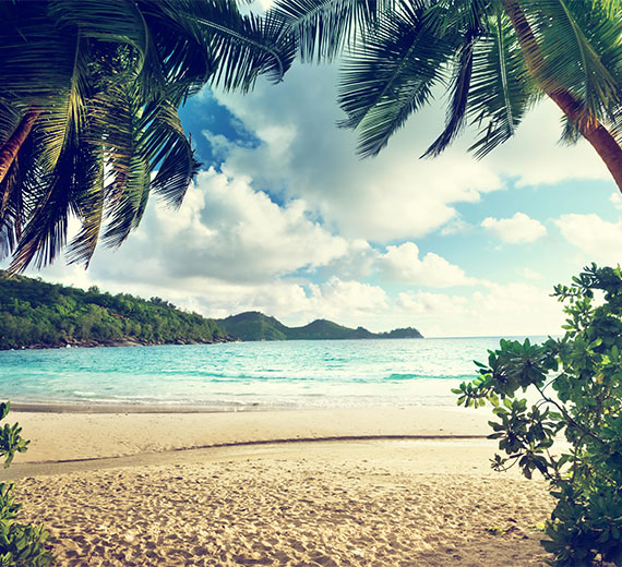 sandy-beach-blue-sky-coconut-trees-wallpaper-wallpaper-thumb