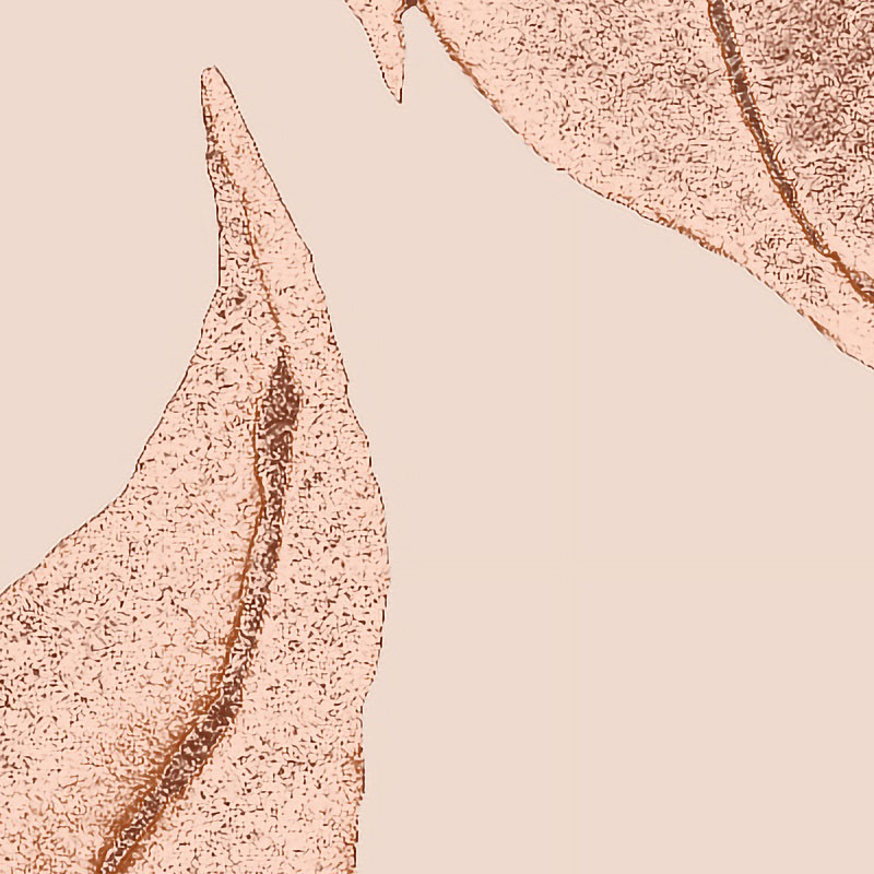 watercolour-leaf-branches-in-peach-wallpaper-zoom-view