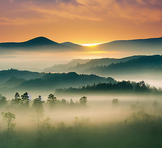 forest-trees-in-mist-at-sunrise-murals-thumb