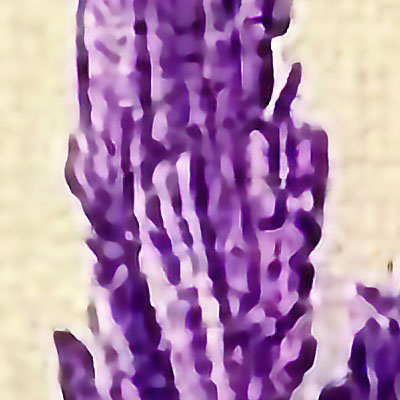 zoomed-view-of-purple-cone-shaped-flowers-with-buds-murals