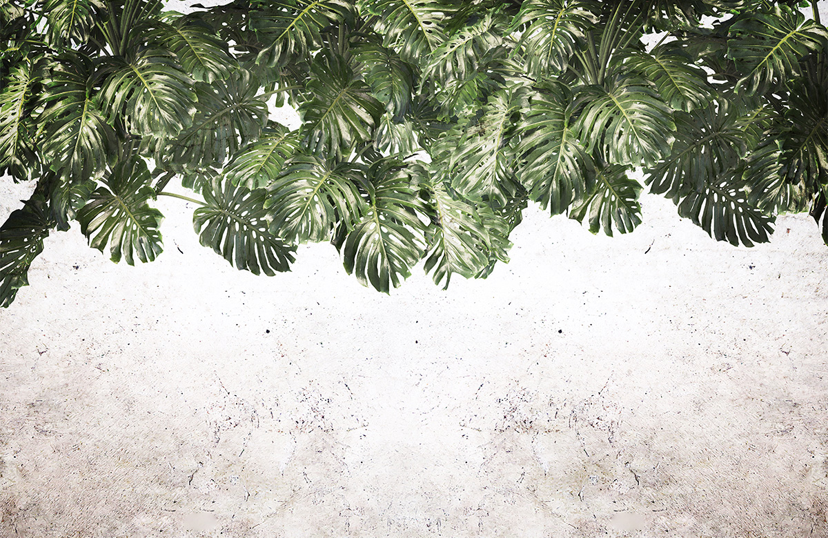 monstera-leaves-wallpaper-image