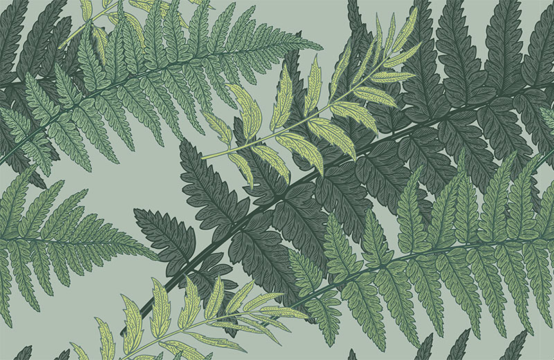 fern-leaves-image-only