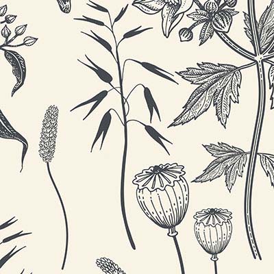 cream-floral-leaves-poppy-bud-sketch-wallpaper-zoom-view