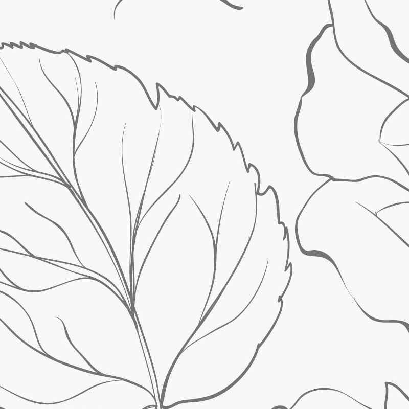 rose-and-leaves-sketch-outline-wallpaper-zoom-view